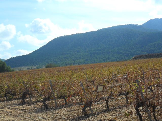 2. Ruta del Vino en Jumilla. 12/10/2013  - 110